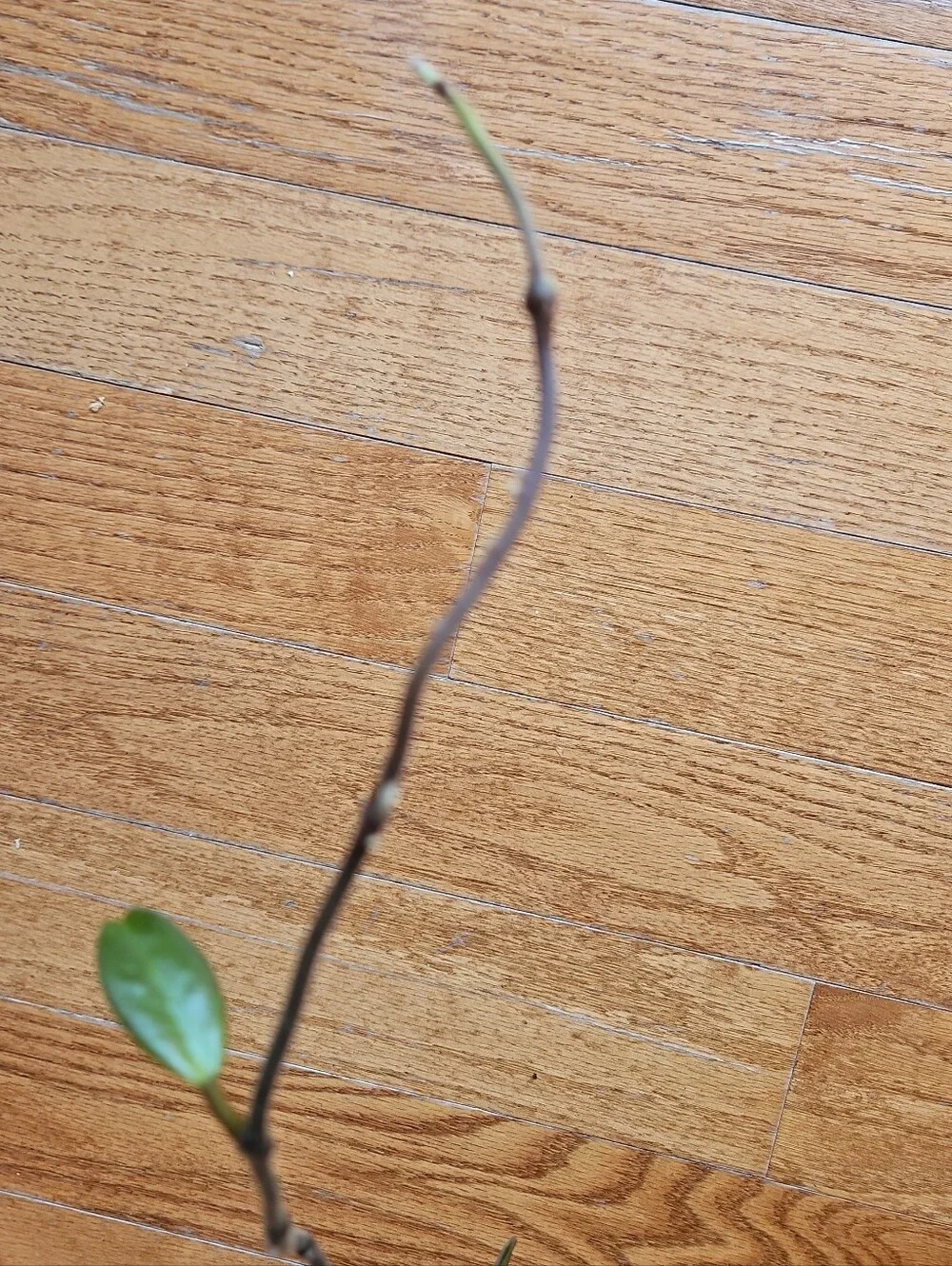 Hoya DALTON HENRY Variegata Plant  Cutting Well Rooted, Texture Leave, Ready